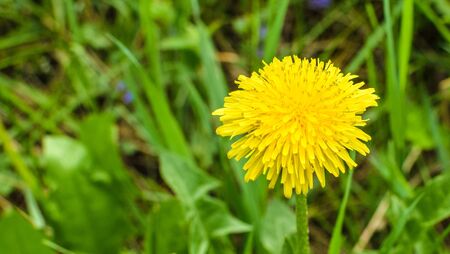 Beautiful yellow flowers on a bokeh background. Macro. Nature.の写真素材