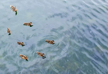 Wild duck with chicks swims in the pond. Mother Duck and her ducklings. Blurred background. Selective focus.の写真素材
