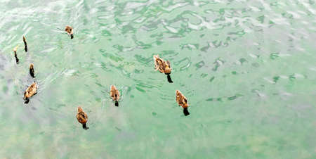 Wild duck with chicks swims in the pond. Mother Duck and her ducklings. Blurred background. Selective focus.の写真素材