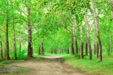 Beautiful sunny day in the forest. Road in the birch forest.