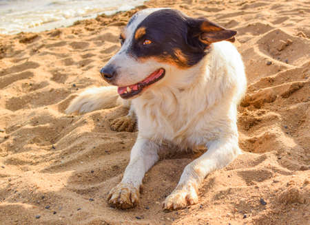 Dog lies on the sea sand. Mongrel dog on a blurred sea background.の写真素材