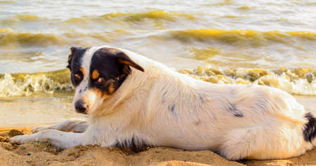 Dog lies on the sea sand. Mongrel dog on a blurred sea background.