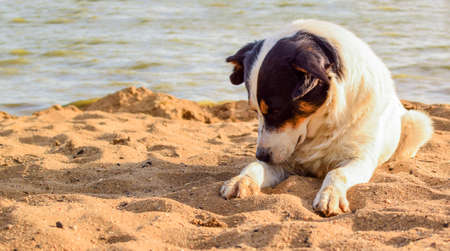 Dog lies on the sea sand. Mongrel dog on a blurred sea background.
