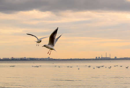 Two seagulls in the sky over the sea. Seagulls fly over the city beach.の写真素材