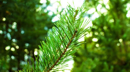 Pine branch on a blurred green background. Selective macro focus, background concept. Merry...