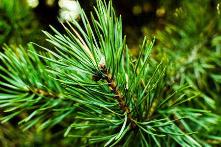 Pine branch on a blurred green background. Selective macro focus, background concept. Merry Christmas and Happy New Year. Beautiful bokehの写真素材
