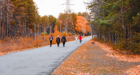 Walk in the autumn forest. People walk along the wide forest road. Beautiful autumn landscape. Place...