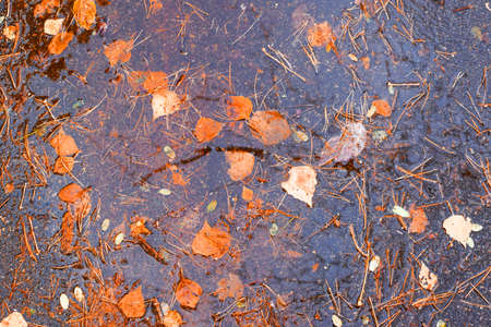 Autumn leaves lie in the water. Beautiful autumn landscape. Bright colors of autumn.