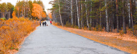 Walk in the autumn forest. People walk along the wide forest road. Beautiful autumn landscape. Place...