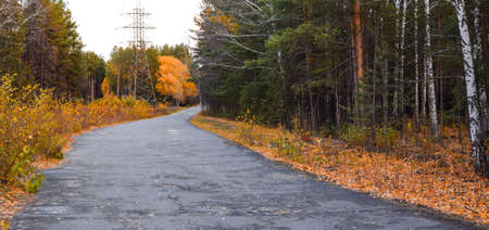 Empty wide forest road. Beautiful autumn landscape. Place for your text. Autumn season concept.