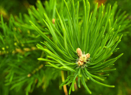 Pine branch, blurred green background. Selective macro focus, background concept. Merry Christmas...