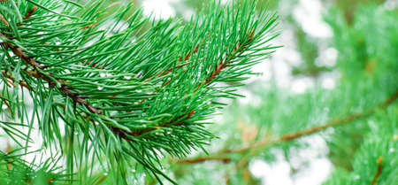 Pine branch close up. Water drops on a pine branch. Green blurred background. Selective macro focus,...