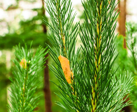 Pine needles and raindrops. Green blurred background. Selective macro focus, background concept.