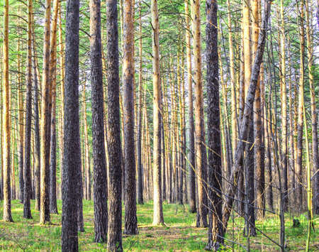 Pine forest on a summer sunny day. Very tall trees.