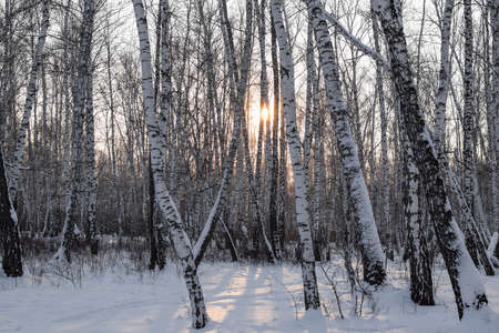 Beautiful winter sunset in a birch forest. The bright sun illuminates the trees. Horizontal photography. Copy space.の写真素材