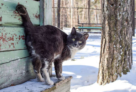 A homeless cat walks in the winter outdoors. The cat asks for food.の写真素材
