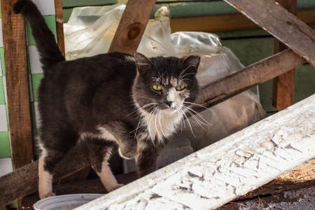 Gray homeless cat sits on the boards outdoors. A hungry sad cat is waiting for help.