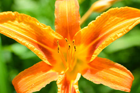 Orange lily flower, blurred background. Pistils and stamens.の写真素材