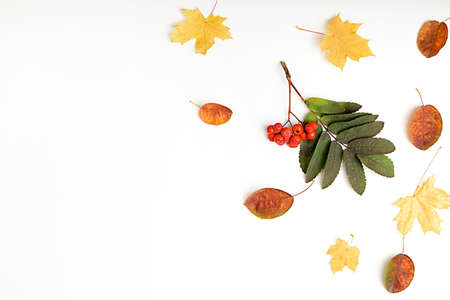 Autumn composition of bright leaves and rowan twigs. Frame from autumn leaves and rowan berries on a white background. Flat lay, top view, copy space for text.の写真素材