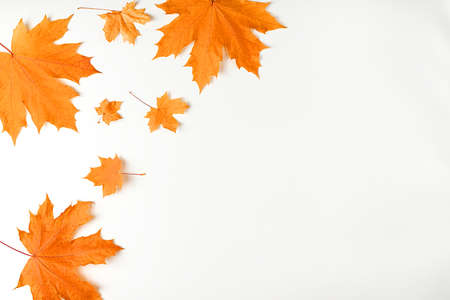 Autumn composition of bright maple leaves. Frame from orange dry leaves on a white background. Flat lay, top view, copy space for text.の写真素材