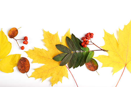 Autumn composition of bright leaves and rowan twigs. Frame from autumn leaves and rowan berries on a white background. Flat lay, top view, copy space for text.の写真素材