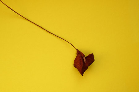 Lonely dried red flower on a yellow background. Top view, flat lay. Minimal composition, bright color.の写真素材