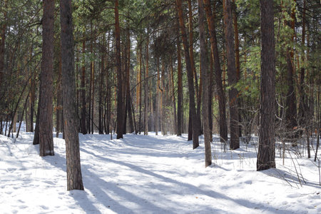 Sunny winter day in the forest. Pine forest in winter.の写真素材