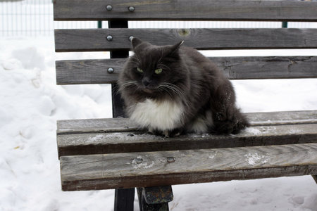 Fluffy gray cat sits on a bench in winter.の写真素材