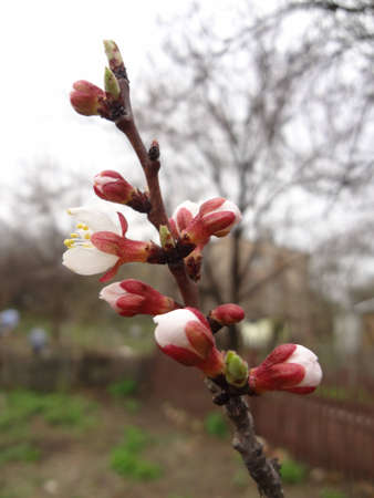 sprig of apricot with budsの写真素材