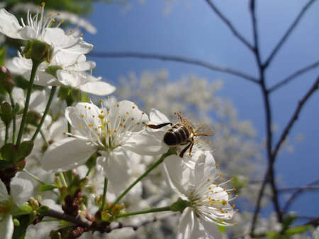 bee on a cherry sprig