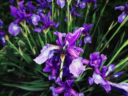 flower taffy in the eveningの写真素材