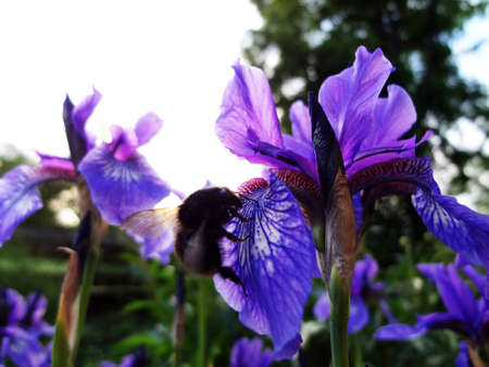 a flower is taffyの写真素材