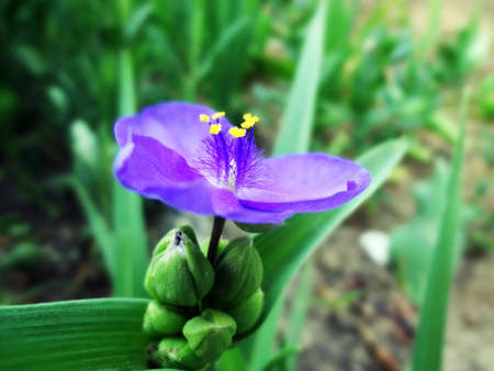 dark blue floweret, growing on a flowerbedの写真素材