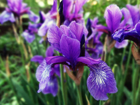 a flower is taffyの写真素材