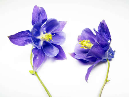 two violet flowerets on a white backgroundの写真素材