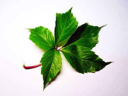 green sheet  of wild grapes on a white background