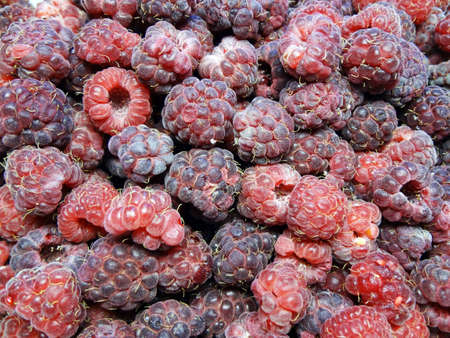 a berry is a raspberry as backgroundの写真素材