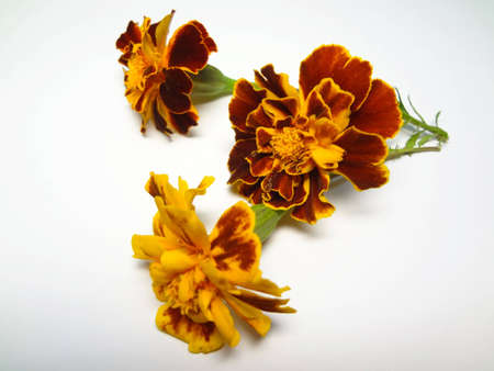 beautiful   flowers  on  whiteの写真素材