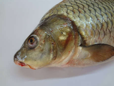 fish on a white background