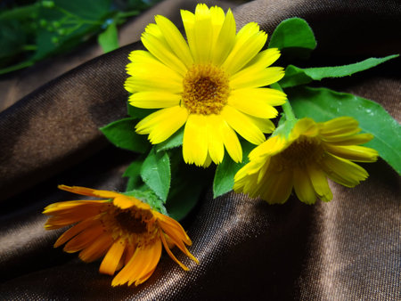 living flowersの写真素材