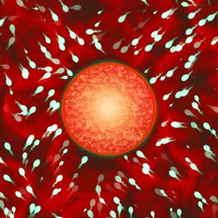 Sperm and egg illustration on a dark red background.の写真素材