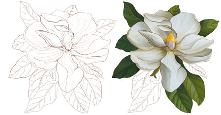 Jasmine flower, magnolia, with green leaves on a white background. Jasmine flower, graphic magnolia on a white backgroundの写真素材