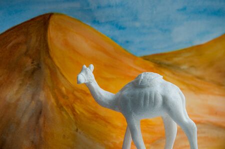 Camel in the desertの写真素材