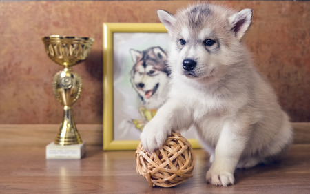 puppy dogの写真素材