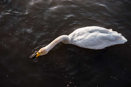 swans on the lake in winter. swans and ducks eatの写真素材