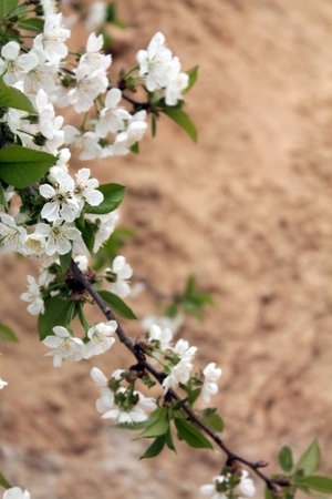 cherryの写真素材