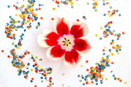 A fresh bright red and white tulip in the center of a circle of colorful confetti. Spring design.の写真素材