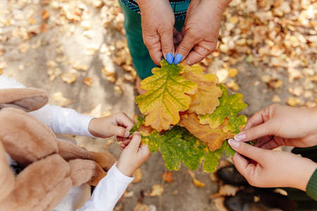Yellow and green autumn oak leaves in women's hands. In one photo, three different generations unite - a daughter, a mother and a grandmother. On a blurry background, dry fallen leaves.の写真素材