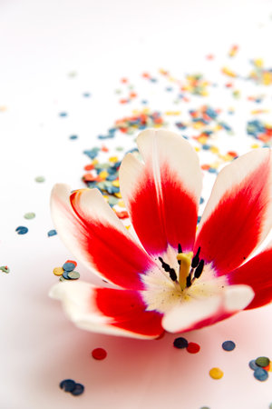 A bright red tulip with white tips on a light surface. Colored confetti blurred in the backgroundの写真素材