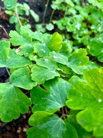 Light morning dew on the grass